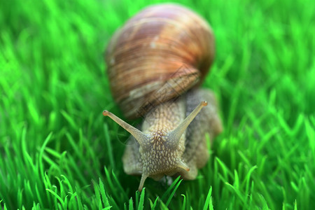 绿色背景上带壳的蜗牛图片