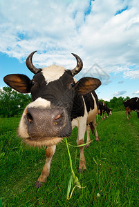 奶牛在绿草如茵的草地上吃草图片