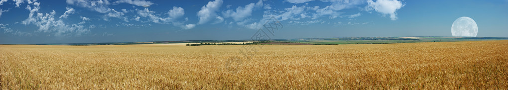 小麦田全景覆盖多云的蓝图片