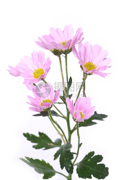 白色背景上的粉红色花朵图片