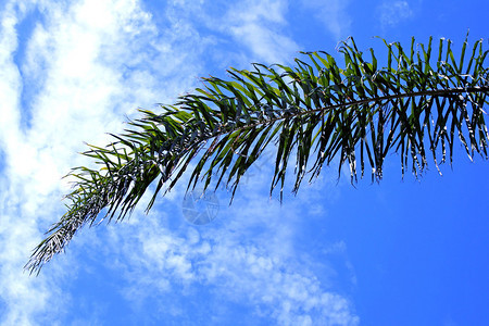 蓝天上叶棕榈的剪影图片
