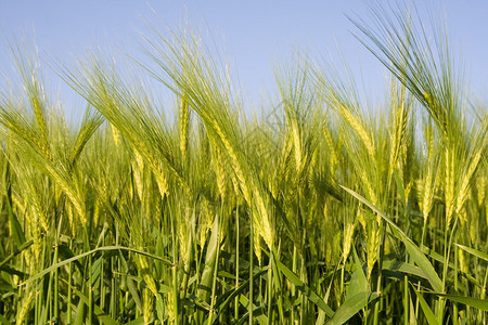 绿色种植小麦的详情图片