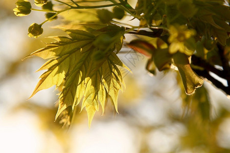 春天的枫叶被落日的光芒照亮图片