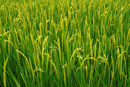 美丽的稻米农场从种植到收获图片