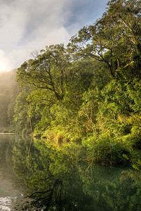 森林雾中湖的自然景观图片