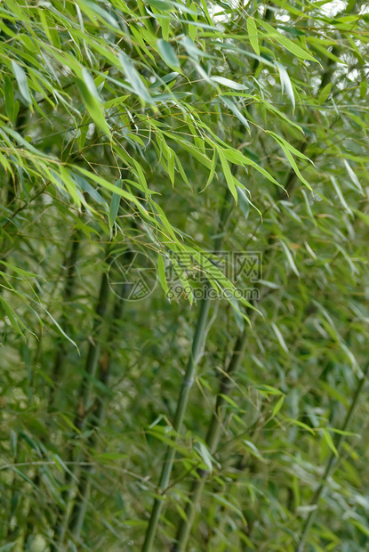 竹子花园绿色运图片