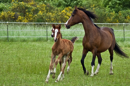 一匹母马和两只小野马图片