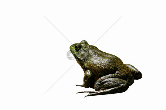 混凝土上的美国牛蛙图片