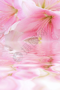 花卉背景与水中倒影图片