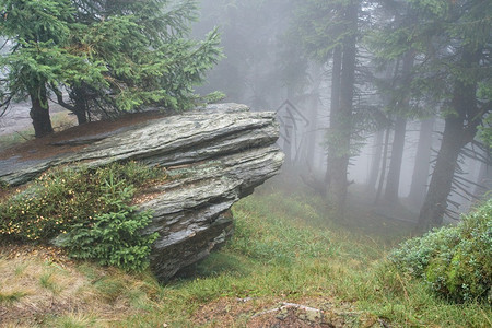 迷雾的神秘森林图片