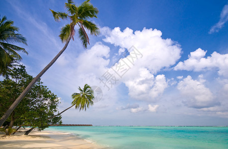 有椰子树的热带海滩图片