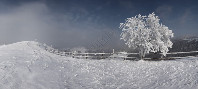 冬天雾蒙的森林景观与雾凇和白雪覆盖的树木图片