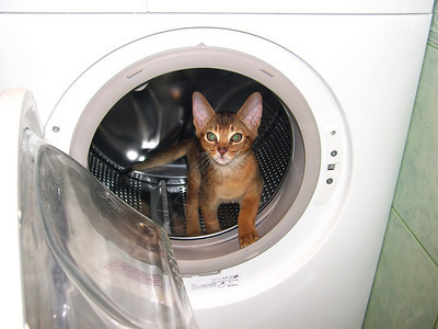 猫爬进洗衣机从里面往外看图片