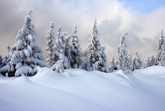 山中的冬树覆盖着新鲜的雪图片