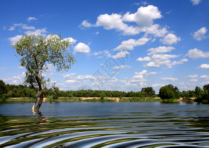 湖景与树图片