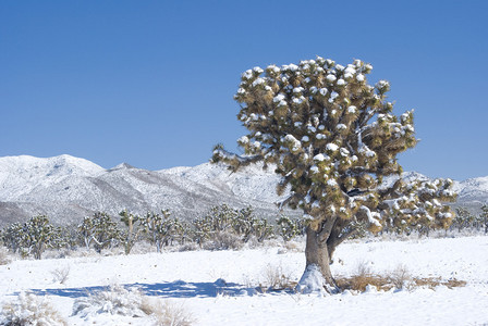 一个孤独的JoshuaTree站在加州莫哈韦保护区雪山图片