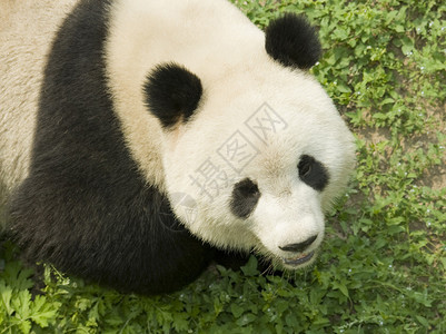 公园大熊猫特写照图片