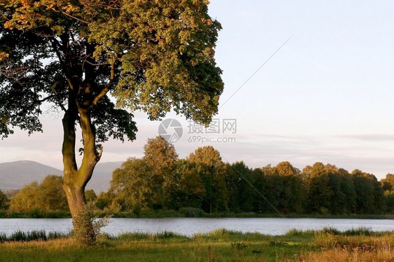 在初升的阳光下湖岸上的枫树图片