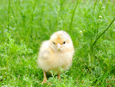 励志鸭草地上的小鸡背景