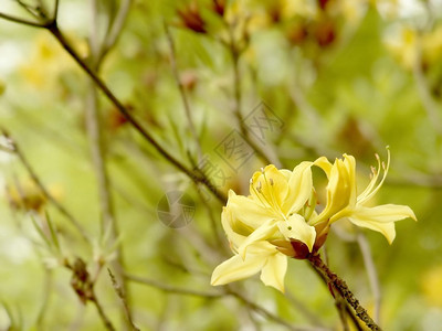 黄色的杜鹃花在植物园里绽放图片