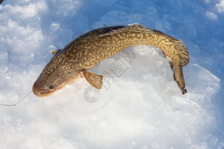 湖冰上捕食钓鱼的渔获鳕鱼Lota图片