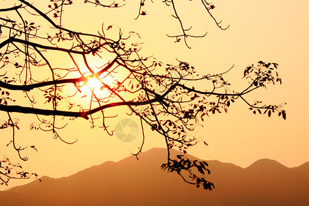 日落和树木棉剪影图片
