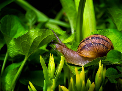 Snail在春雨后爬行在自然图片