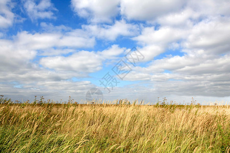 草甸和蓝天白云图片