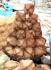 由印度街头小贩安排出售的一串椰子用于h图片
