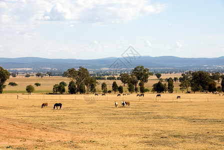 在澳大利亚新南威尔士州中西部的农田图片