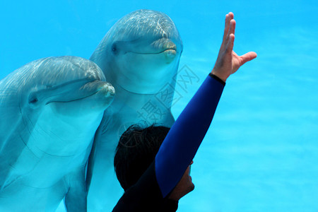 海洋生物有几只海豚响应图片