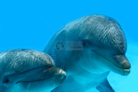 海洋生命海豚的一对图片