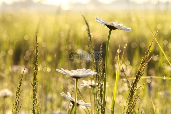 阳光升起草地覆盖着露水和菊花在地面图片