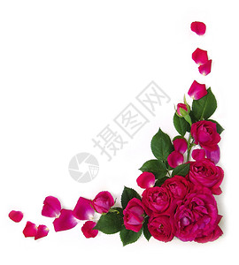 白本上孤立的明红玫瑰花朵鲜花叶子图片