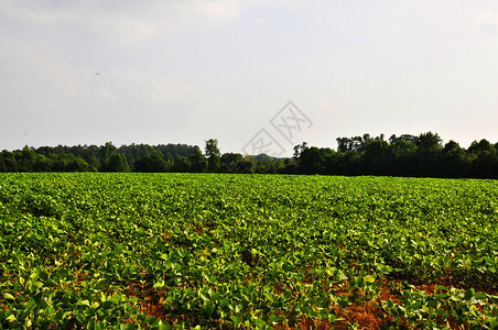 一个农村场郁葱的广阔的大豆田图片