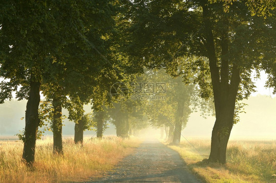 早晨风景如画的乡村公路通往迷雾森林图片