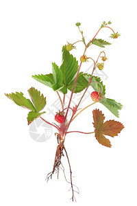 有果实和根的野生草莓植物与图片