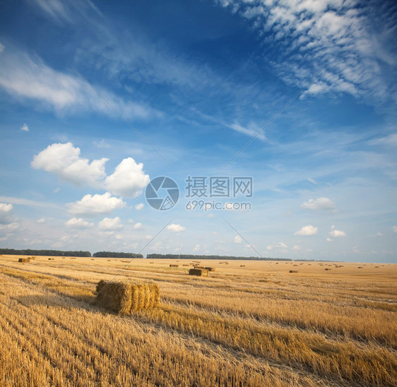 夏季收获田景图片