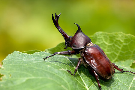Rhinoceros甲虫Allomyrinadithotomus图片