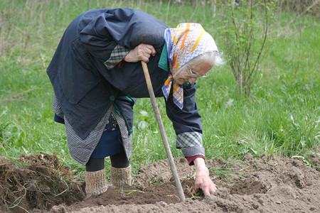 8090岁在花园里工作的母背八至90岁的妇女图片