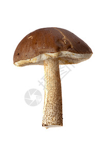棕色帽牛肝菌蘑菇特写白色隔离图片