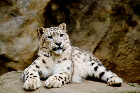 在动物园中向前看的雪豹IrbisPantherau图片