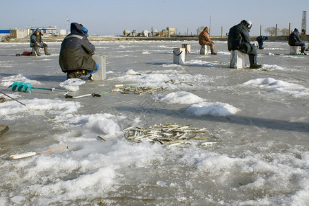 冬天在日本海域捕捞的鱼图片