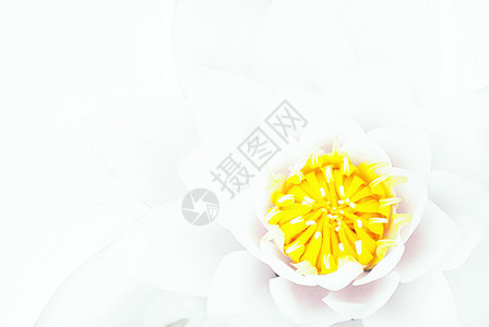 一朵白莲花以白色背景为背景图片