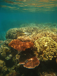 澳大利亚昆士兰大堡礁水下场景图片