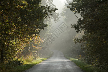 清晨穿过迷雾笼罩的秋林的乡间小路图片