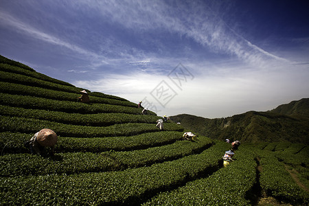 中部的巴瓜茶园图片