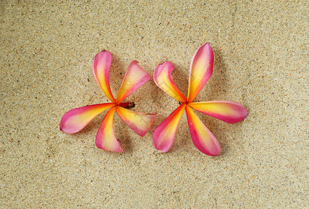 沙滩上的粉红色鸡蛋花图片