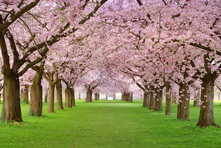 绿色草坪上一排盛开的樱花树背景图片