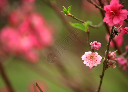 的樱花图片